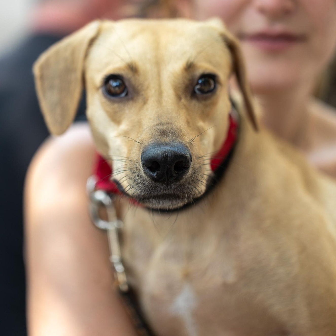 Enlarge Immortelle, a Adoptable Mixed Breed in Brooklyn, NY image 2/6