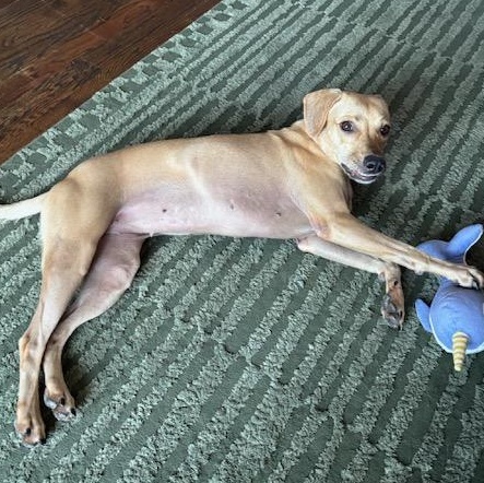 Enlarge Immortelle, a Adoptable Mixed Breed in Brooklyn, NY image 5/6
