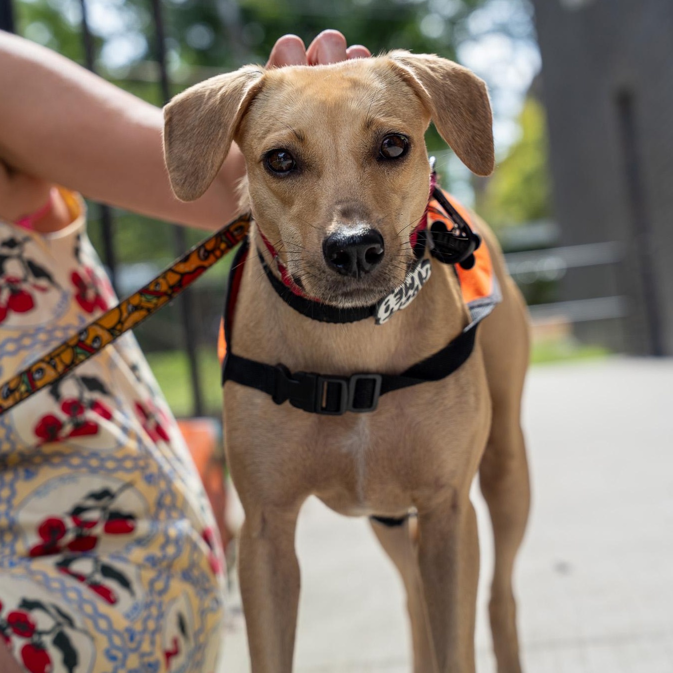 Immortelle, Adoptable, Adult Female Mixed Breed.
