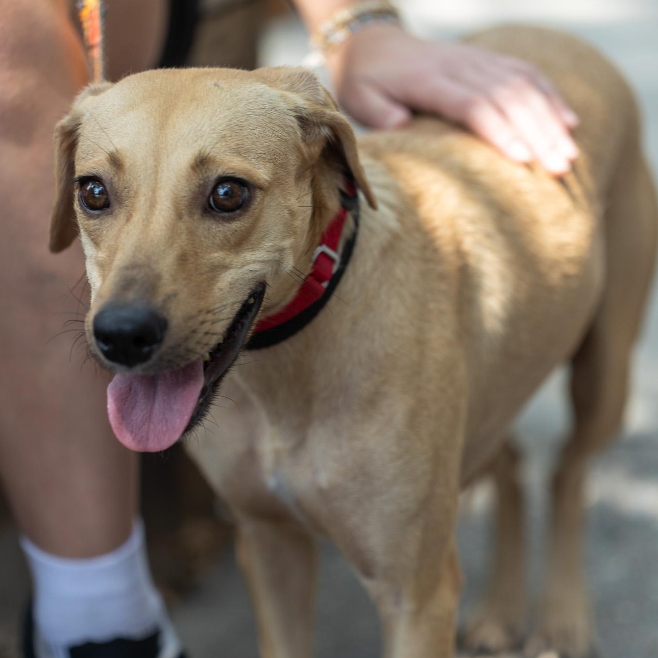 Enlarge Immortelle, a Adoptable Mixed Breed in Brooklyn, NY image 3/6