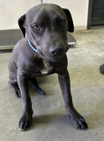 VANCE JIFFY, Adoptable, Young Male Pit Bull Terrier & Mixed Breed.