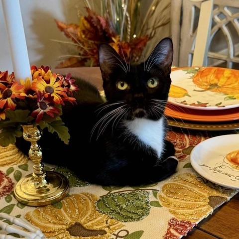 Maggie, Adoptable, Young Female Domestic Short Hair.