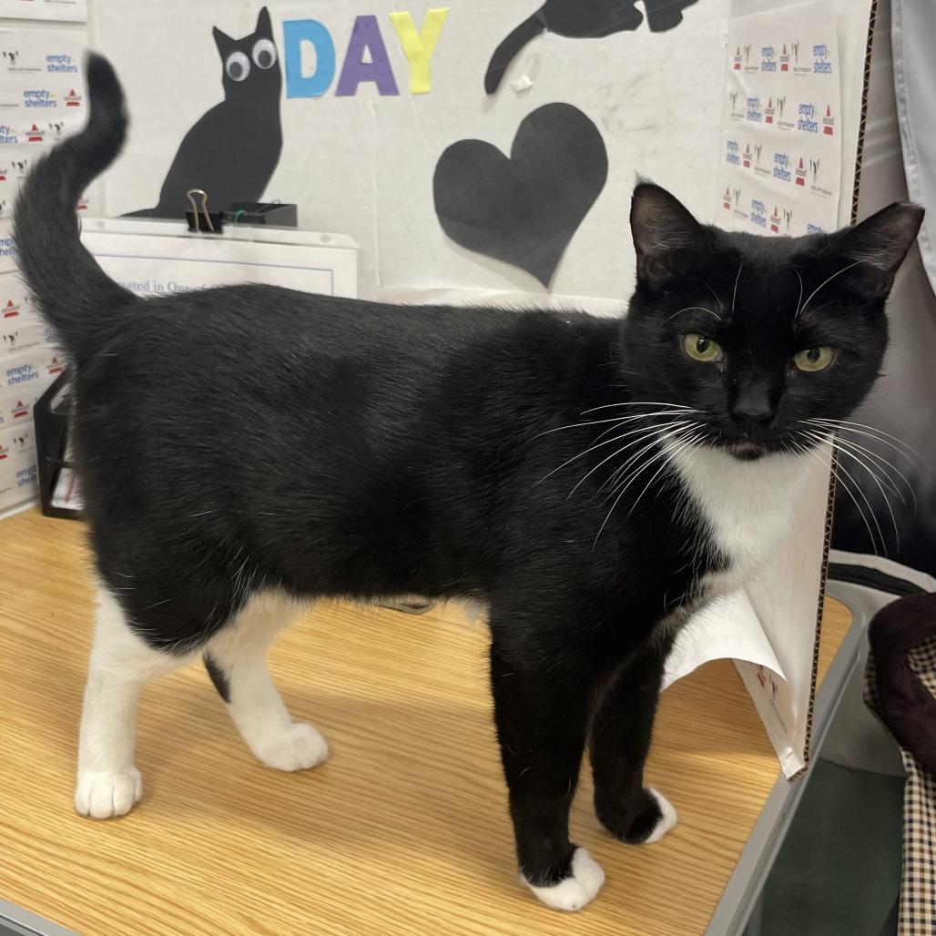 Enlarge Maggie, a Adoptable Domestic Short Hair in Lake Panasoffkee, FL image 2/6