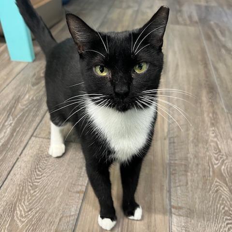 Enlarge Maggie, a Adoptable Domestic Short Hair in Lake Panasoffkee, FL image 3/6