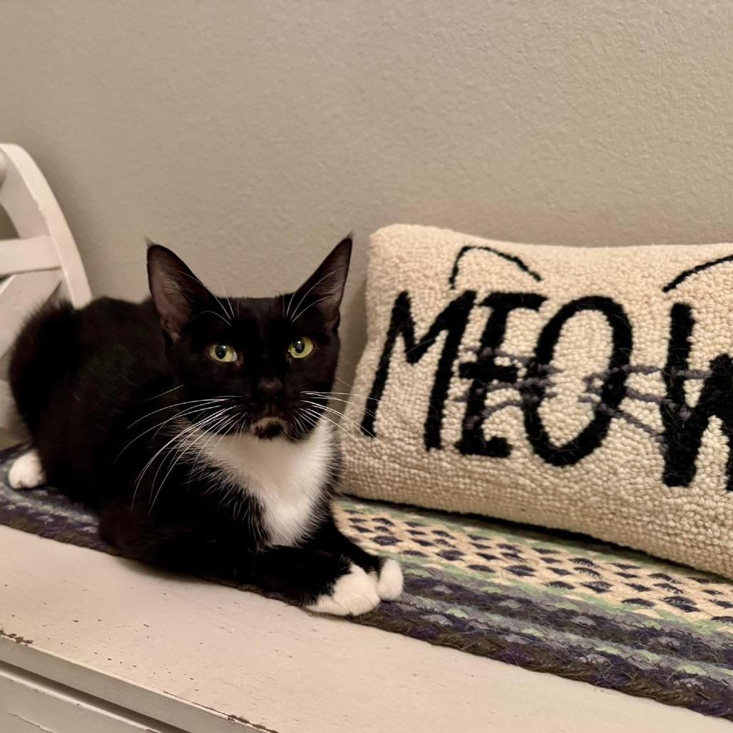 Enlarge Maggie, a Adoptable Domestic Short Hair in Lake Panasoffkee, FL image 4/6