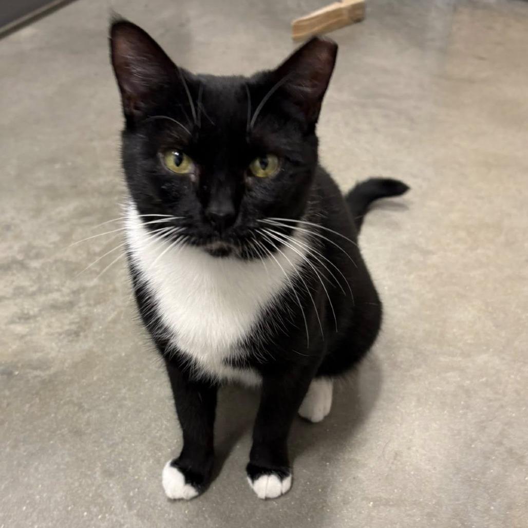 Enlarge Maggie, a Adoptable Domestic Short Hair in Lake Panasoffkee, FL image 5/6