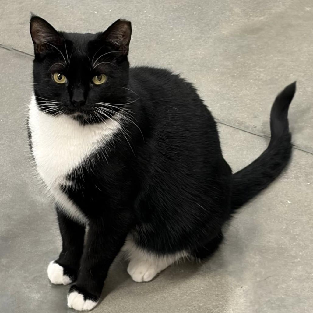 Enlarge Maggie, a Adoptable Domestic Short Hair in Lake Panasoffkee, FL image 5/6