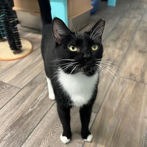 Enlarge Maggie, a Adoptable Domestic Short Hair in Lake Panasoffkee, FL image 6/6