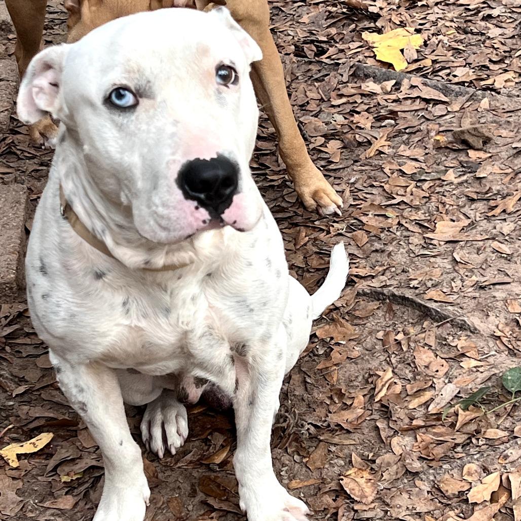 Enlarge Elvis, a Adoptable mixed breed in Tomball, TX image 4/6