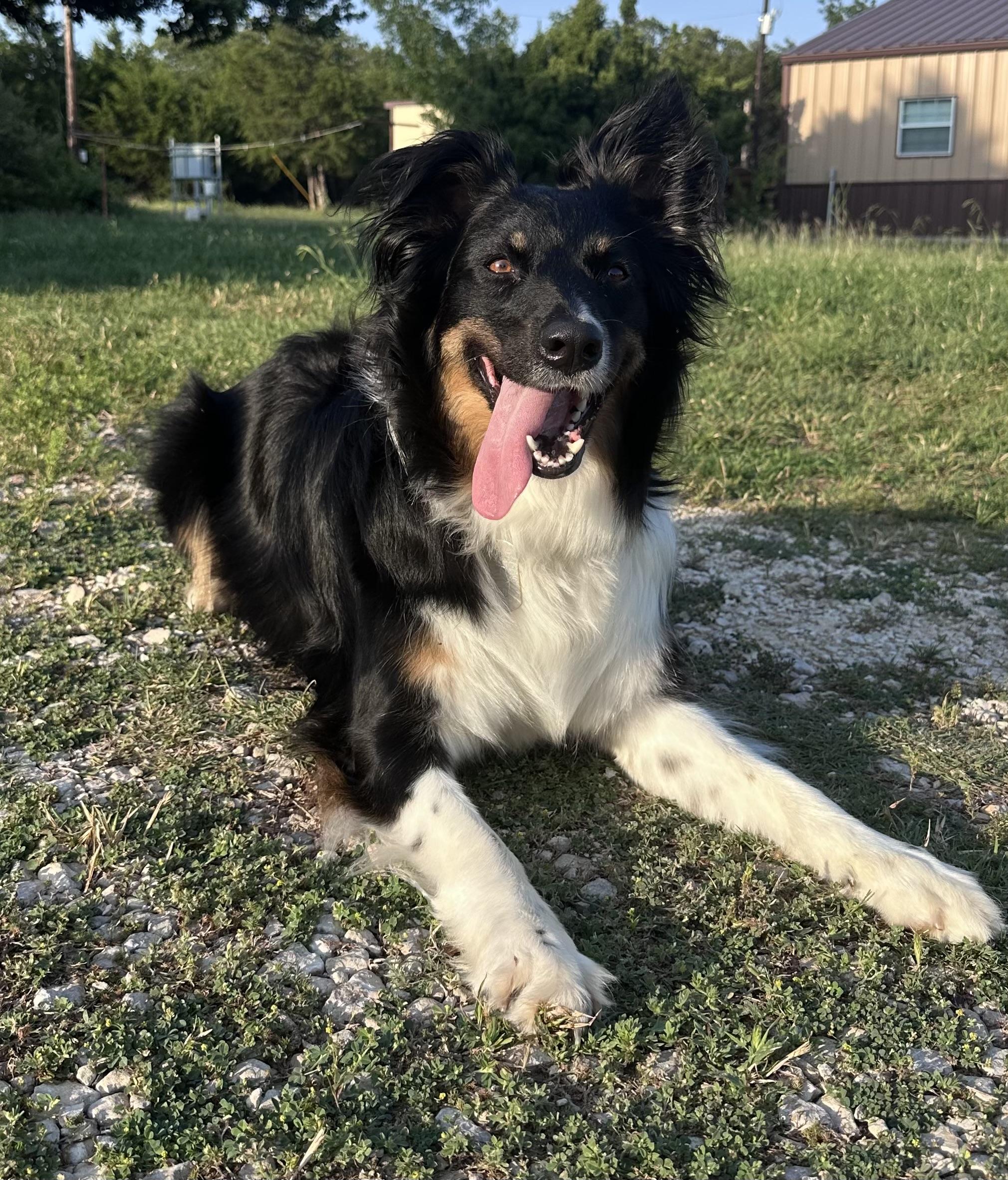 Baylee, an adopted Australian Shepherd in Cheyenne, WY image 2/4