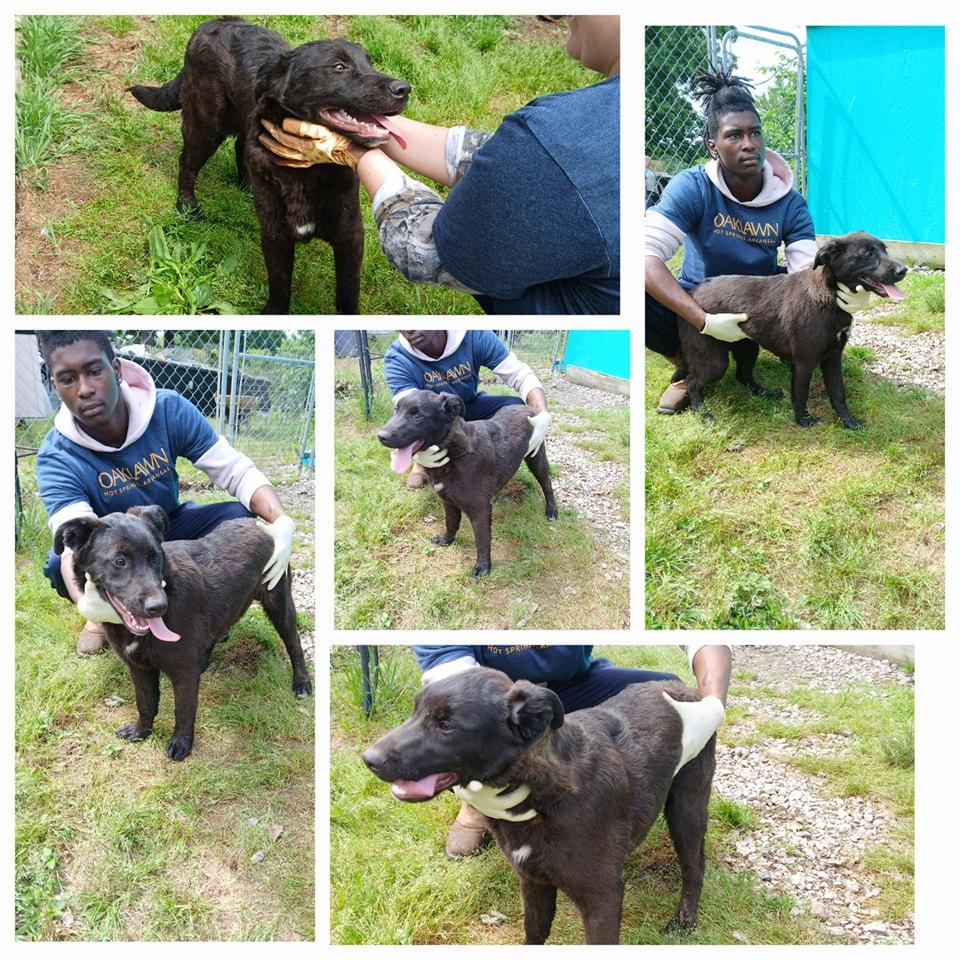 Enlarge Harry, a Adoptable Chocolate Labrador Retriever in Lonsdale, AR image 1/1