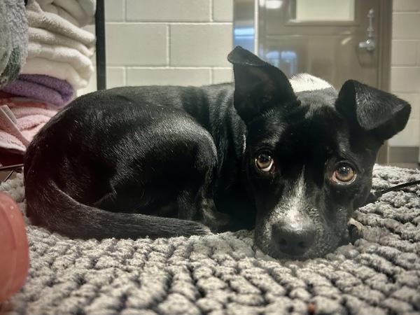 Weird Al — thumbnail 3