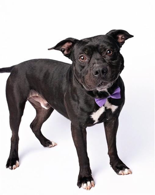 THUDD, Adoptable, Adult Male Staffordshire Bull Terrier & Mixed Breed.