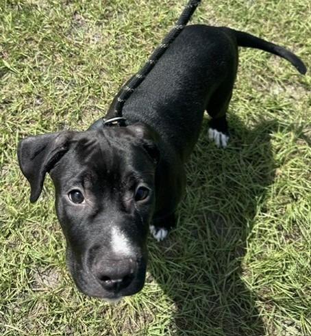 Enlarge Earl, a Adoptable mixed breed in Springfield, GA image 1/5