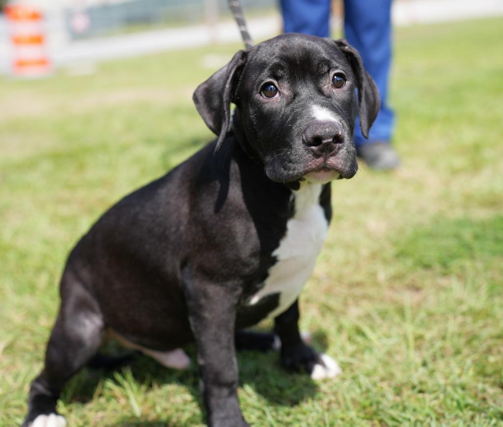 Enlarge Earl, a Adoptable mixed breed in Springfield, GA image 2/5
