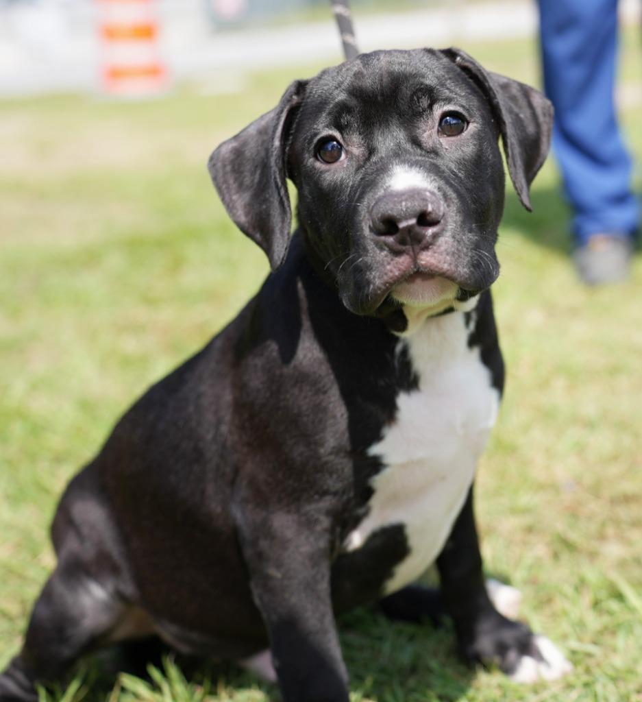 Enlarge Earl, a Adoptable mixed breed in Springfield, GA image 3/5