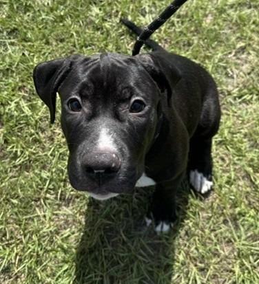 Enlarge Earl, a Adoptable mixed breed in Springfield, GA image 4/5