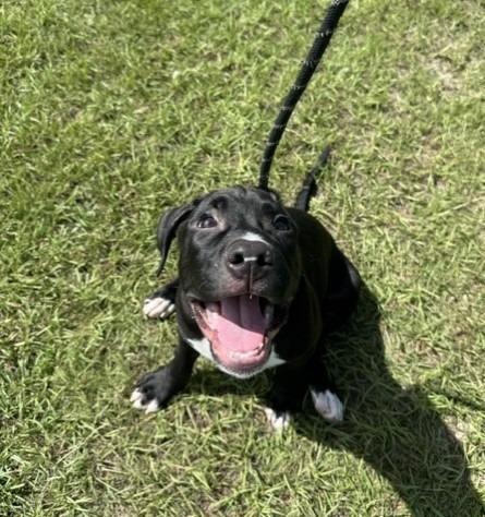 Enlarge Earl, a Adoptable mixed breed in Springfield, GA image 5/5