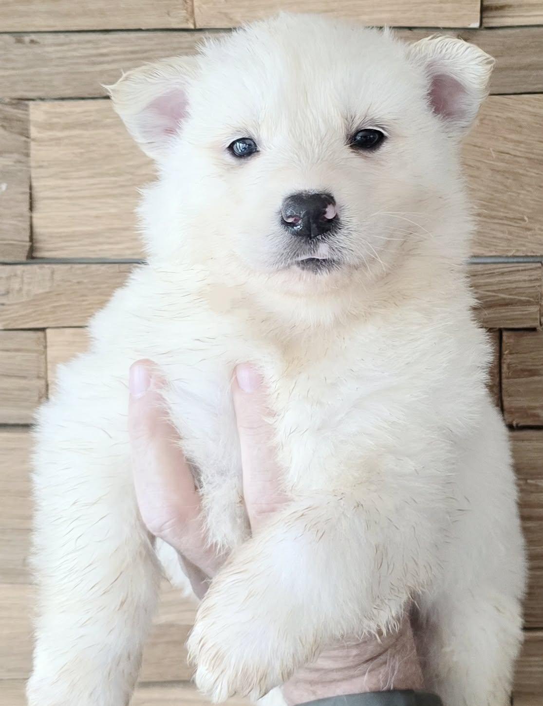 Enlarge Aran, a Adoptable mixed breed in Mouth of Wilson, VA image 1/2