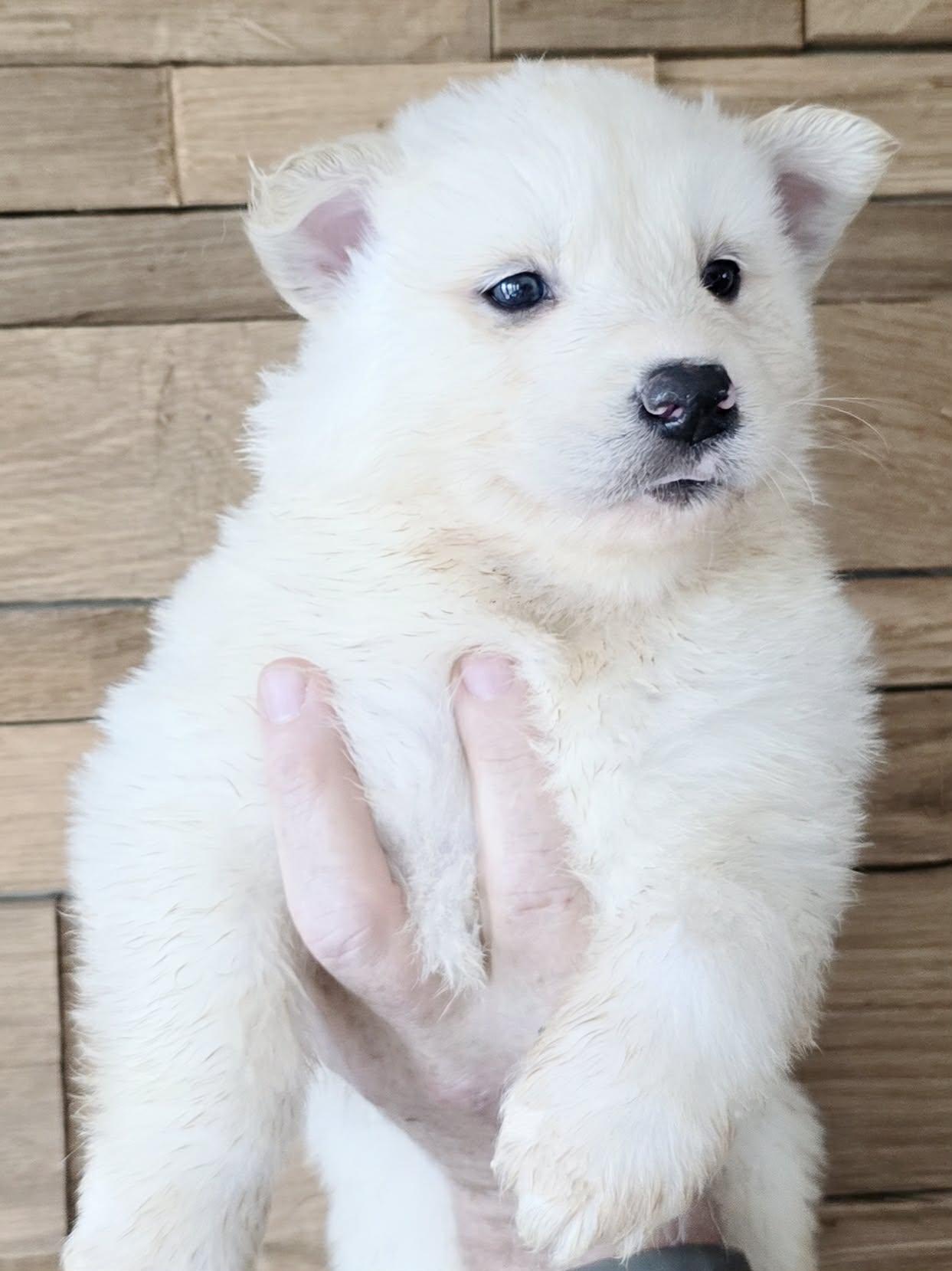 Enlarge Aran, a Adoptable mixed breed in Mouth of Wilson, VA image 2/2