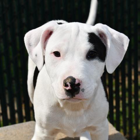 KJ, Adoptable, Puppy Male Terrier.