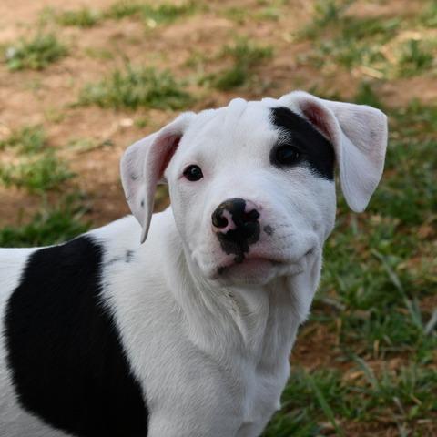 Enlarge KJ, a Adoptable Terrier in Johnson City, TN image 2/5