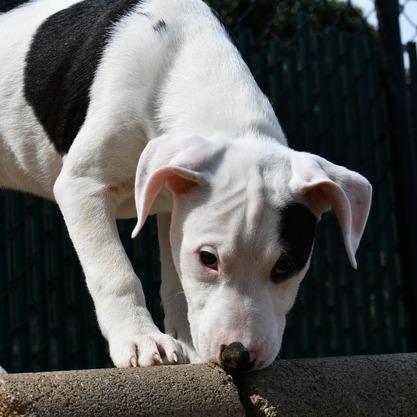 Enlarge KJ, a Adoptable Terrier in Johnson City, TN image 3/5