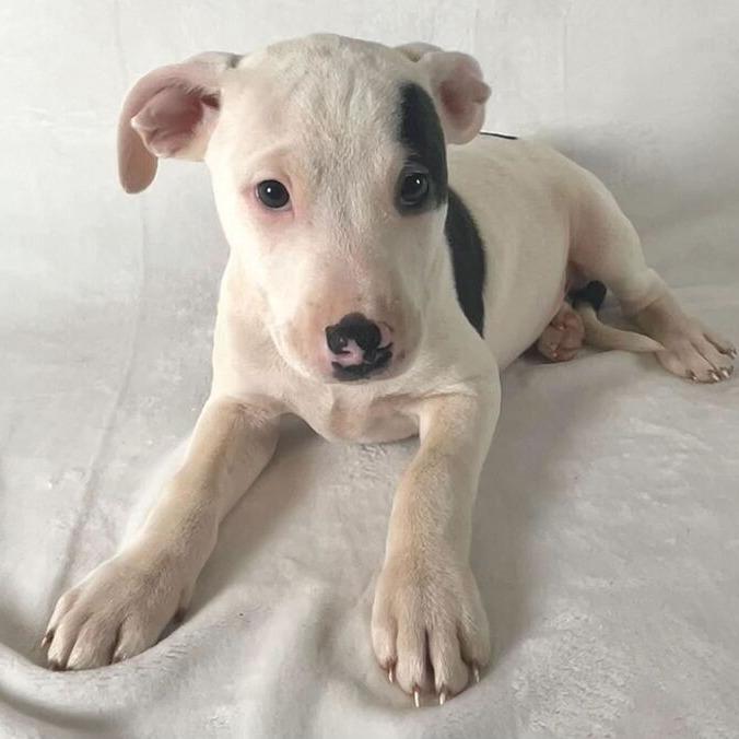 Enlarge KJ, a Adoptable Terrier in Johnson City, TN image 2/3