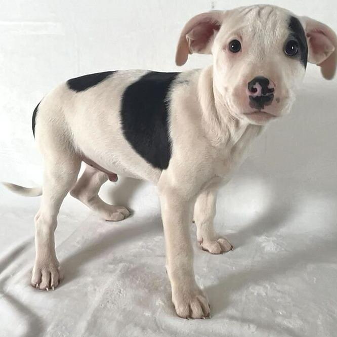 Enlarge KJ, a Adoptable Terrier in Johnson City, TN image 3/3