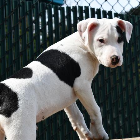 Enlarge KJ, a Adoptable Terrier in Johnson City, TN image 4/5