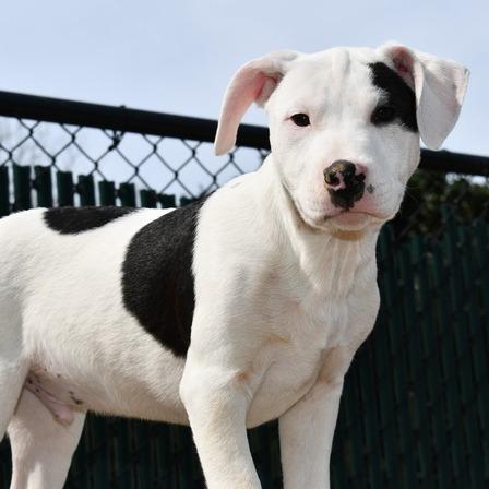 Enlarge KJ, a Adoptable Terrier in Johnson City, TN image 5/5