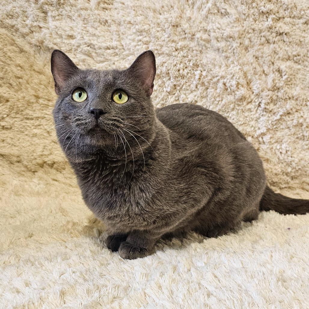 Orion, Adoptable, Adult Male Domestic Short Hair.