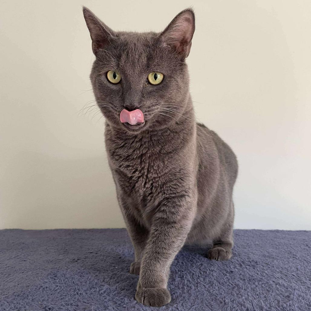 Enlarge Orion, a Adoptable Domestic Short Hair in HUNTERSVILLE, NC image 2/3