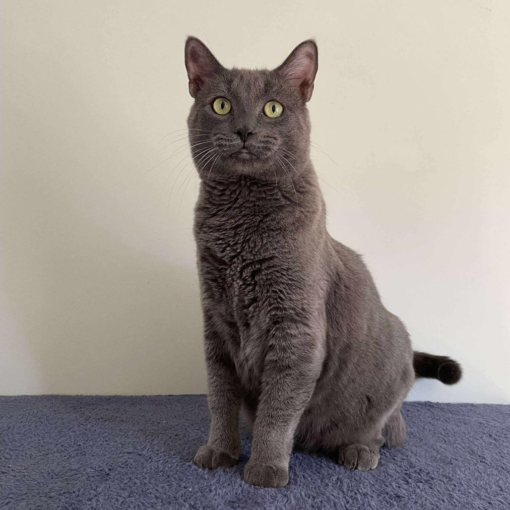 Enlarge Orion, a Adoptable Domestic Short Hair in HUNTERSVILLE, NC image 3/3