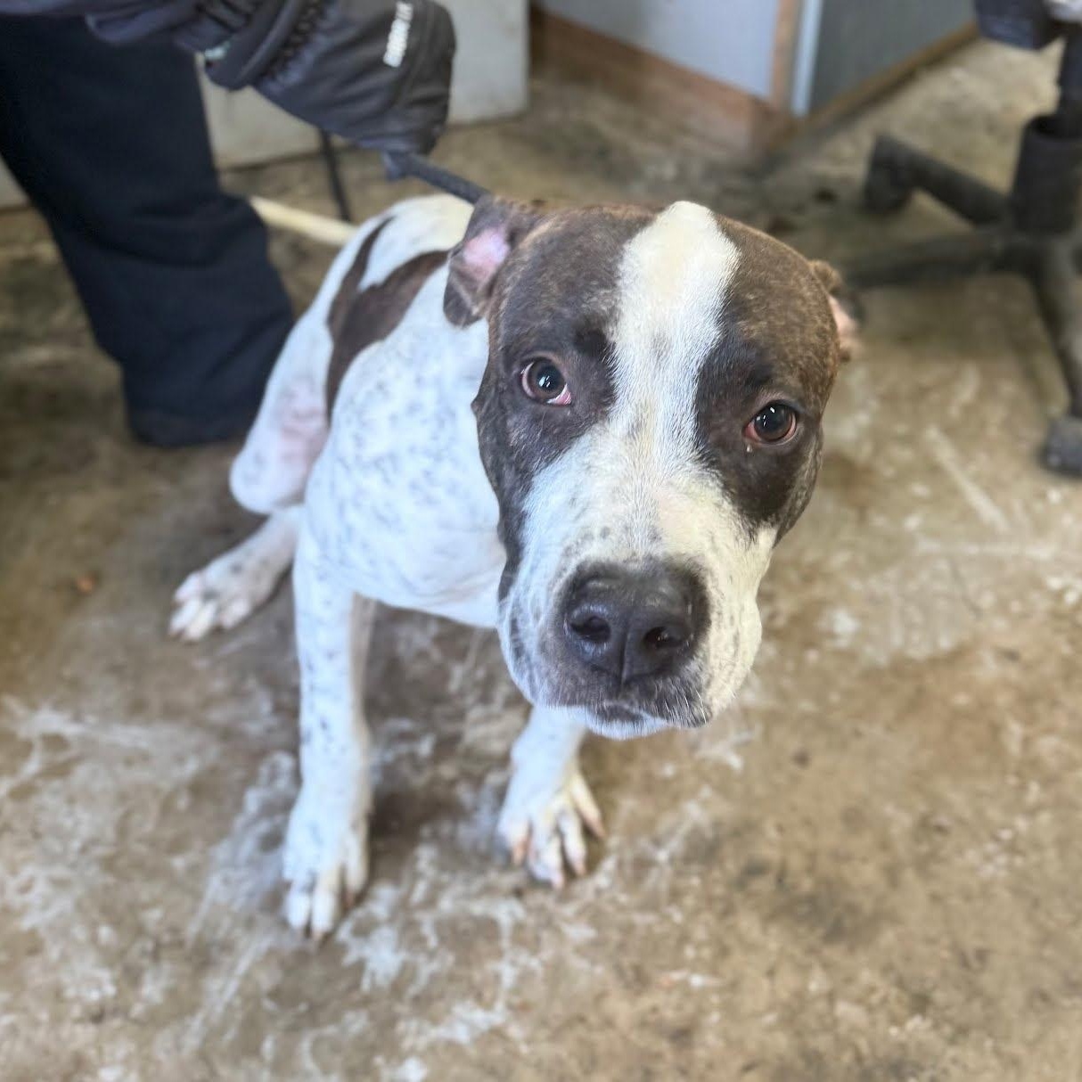 Pogo, ADOPTABLE, Adult Male German Longhaired Pointer & Mixed Breed.
