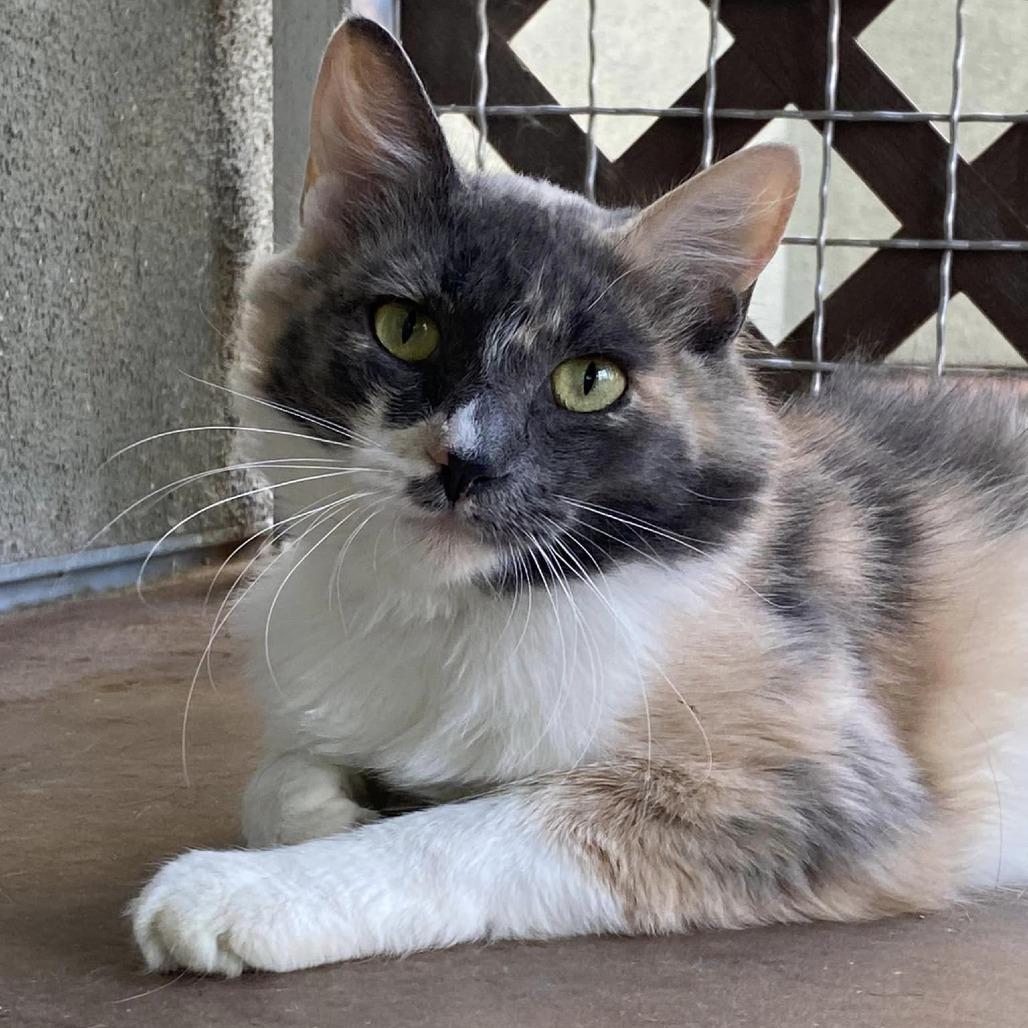 Miss Pronunciation, Adoptable, Adult Female Domestic Medium Hair.