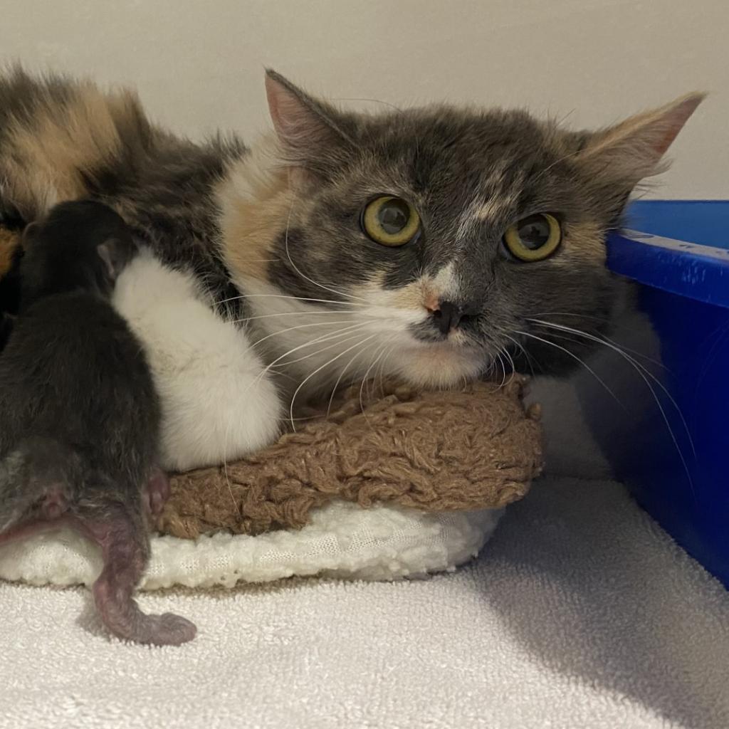 Miss Pronunciation, Adoptable, Adult Female Domestic Medium Hair.