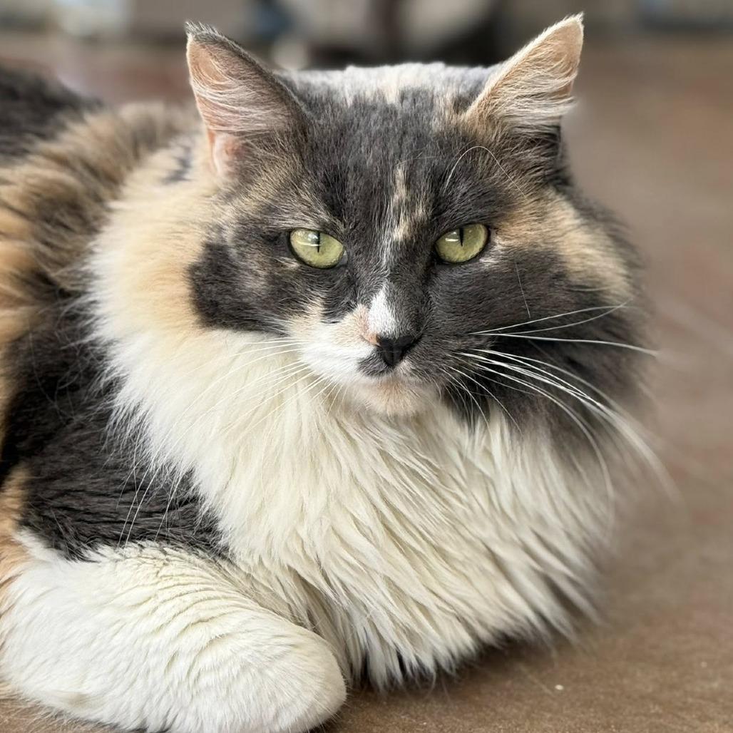 Enlarge Miss Pronunciation, a Adoptable Domestic Medium Hair in Tucson, AZ image 2/6