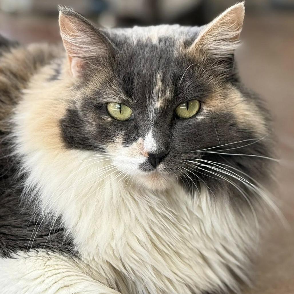 Enlarge Miss Pronunciation, a Adoptable Domestic Medium Hair in Tucson, AZ image 2/6