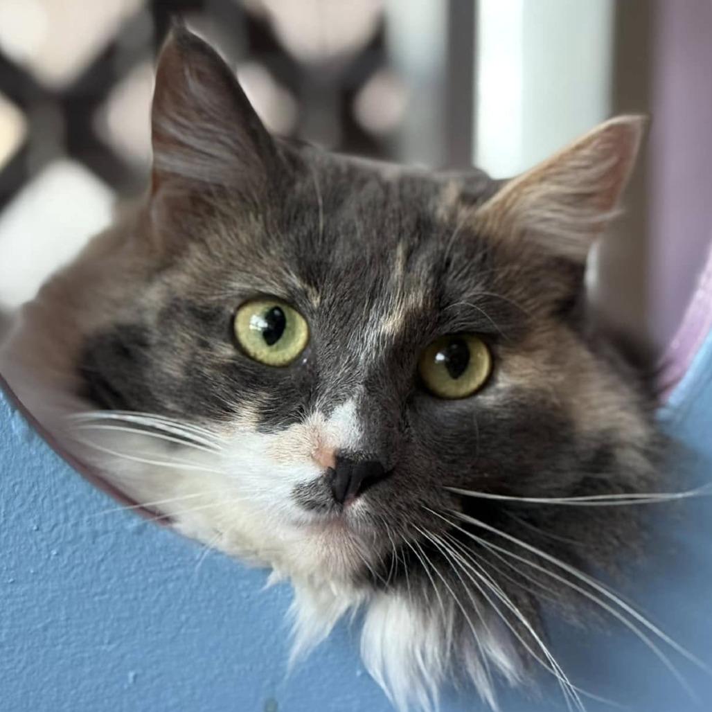 Enlarge Miss Pronunciation, a Adoptable Domestic Medium Hair in Tucson, AZ image 3/6