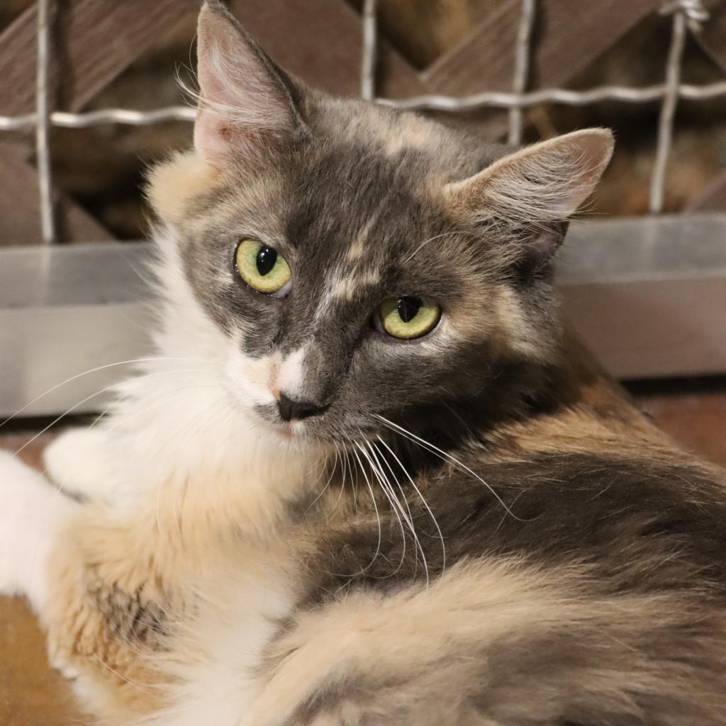 Enlarge Miss Pronunciation, a Adoptable Domestic Medium Hair in Tucson, AZ image 4/6