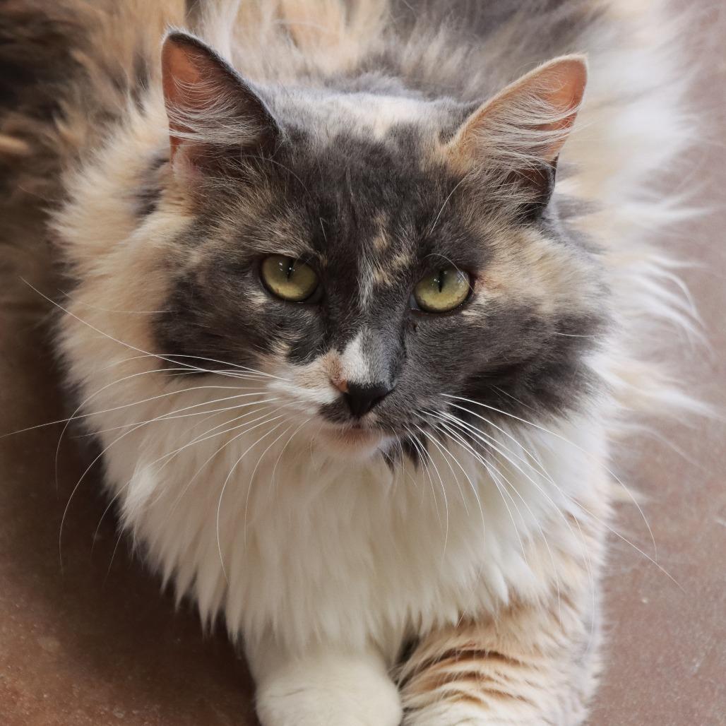Enlarge Miss Pronunciation, a Adoptable Domestic Medium Hair in Tucson, AZ image 4/6