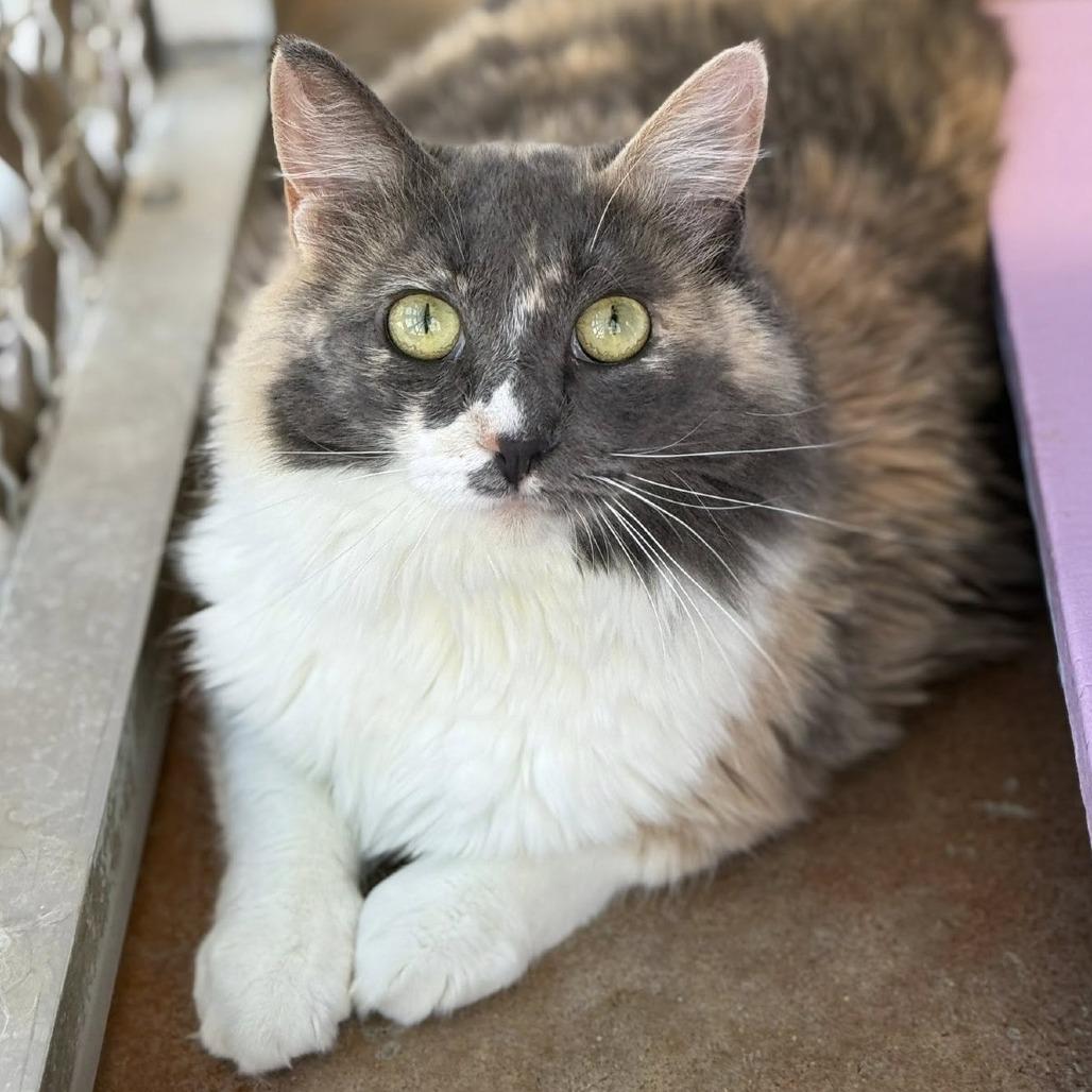 Enlarge Miss Pronunciation, a Adoptable Domestic Medium Hair in Tucson, AZ image 5/6