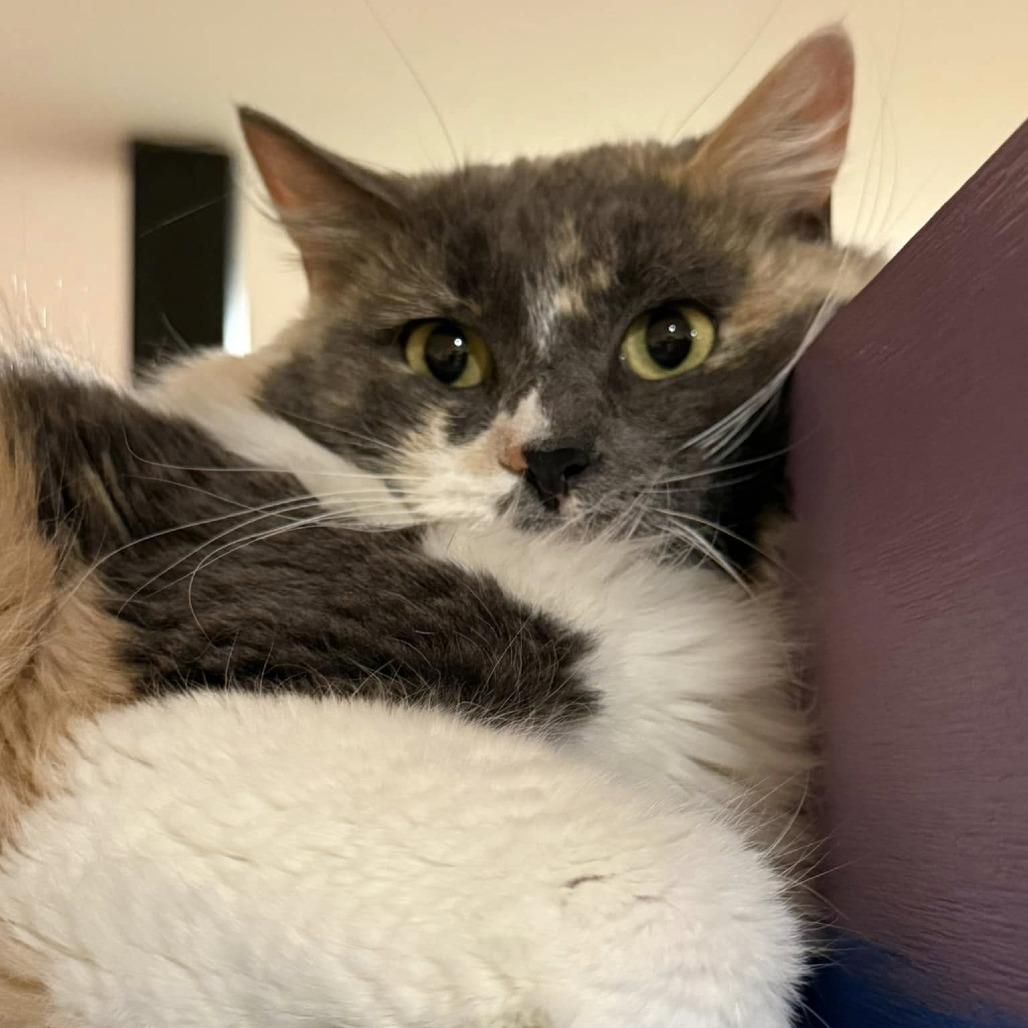 Enlarge Miss Pronunciation, a Adoptable Domestic Medium Hair in Tucson, AZ image 6/6