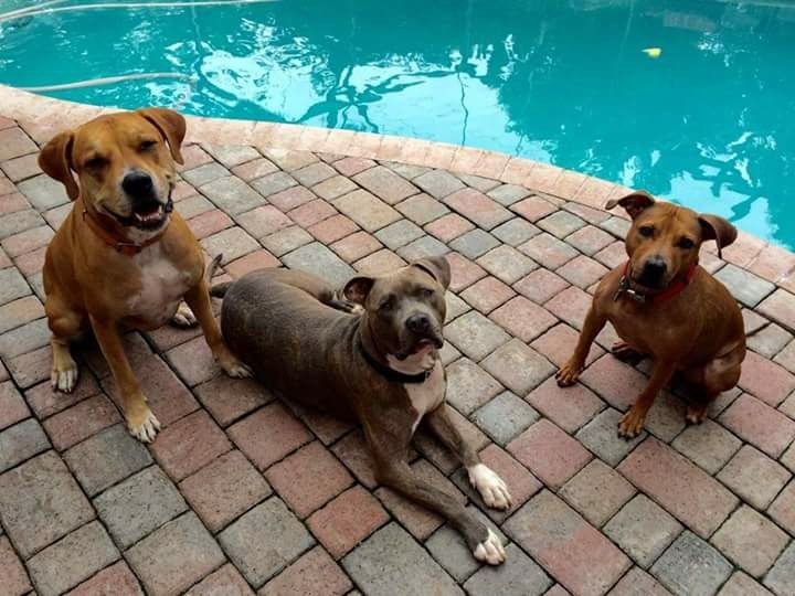 Jackson, Adoptable, Adult Male Pit Bull Terrier & American Bulldog.