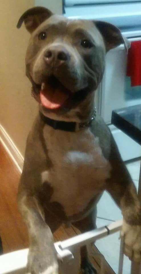 Jackson, a Adoptable mixed breed in Coral Springs, FL image 2/12