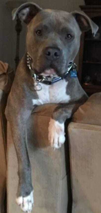 Jackson, a Adoptable mixed breed in Coral Springs, FL image 5/12