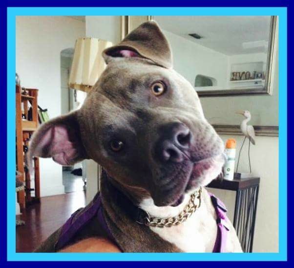 Jackson, a Adoptable mixed breed in Coral Springs, FL image 6/12