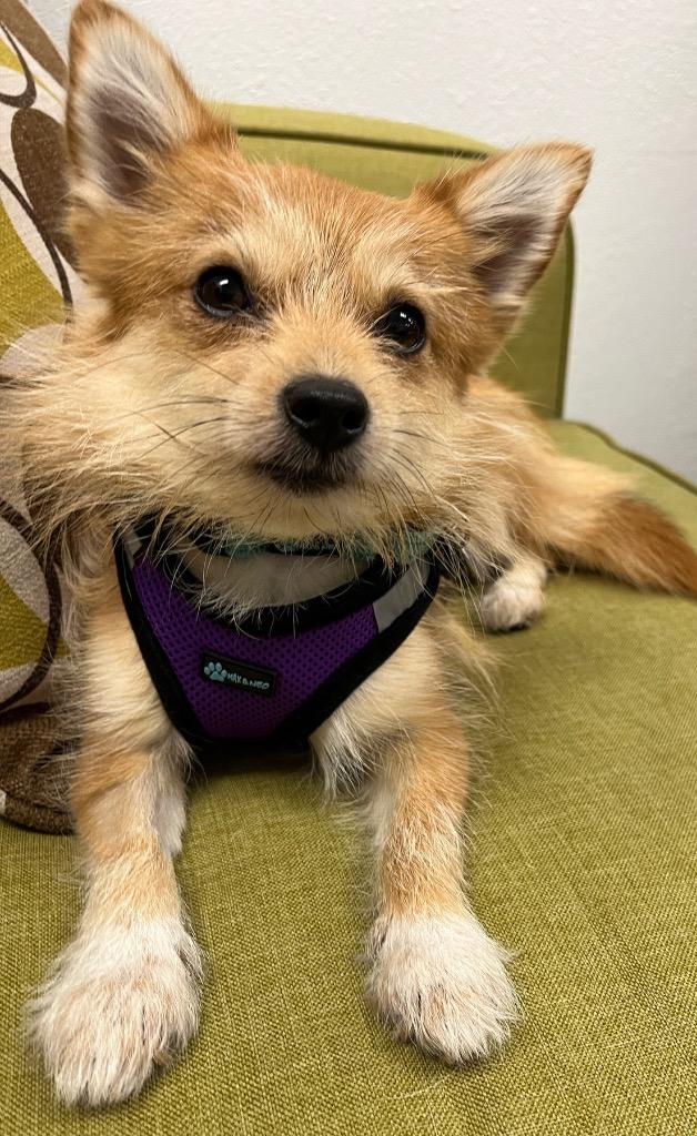 Cora, Adoptable, Adult Female Pomeranian & Terrier.