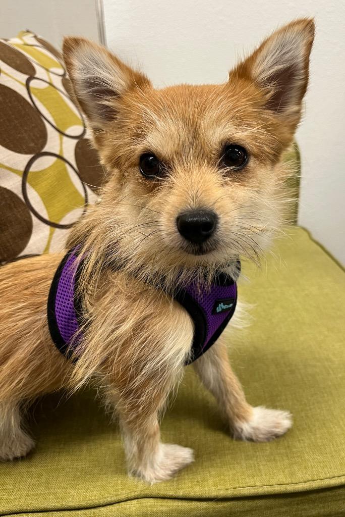 Cora, a Adoptable mixed breed in Lake Forest, CA image 2/2